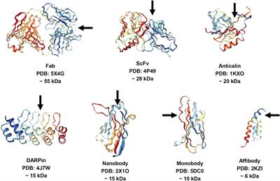 Targeted Intracellular Delivery of Antibodies: The State of the Art